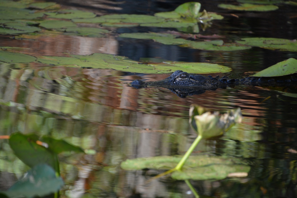 T Okefenokee Swamp Park 6765