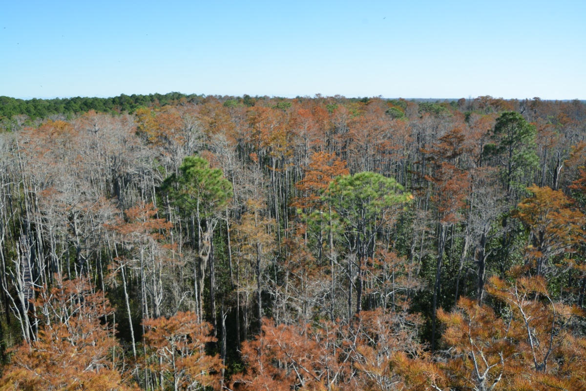 T Okefenokee Swamp Park 6770