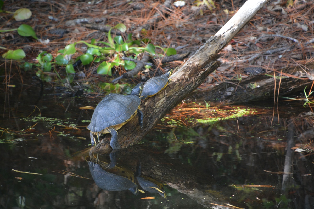 T Okefenokee Swamp Park 6776