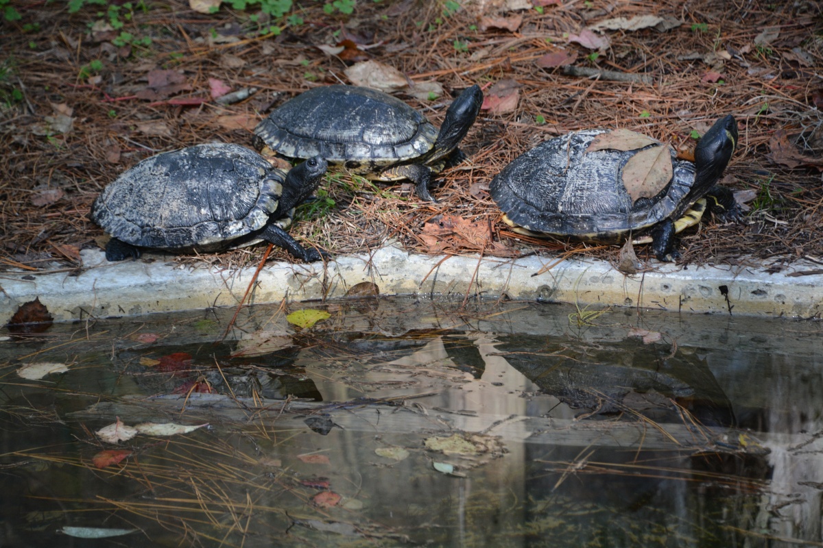 T Okefenokee Swamp Park 6780