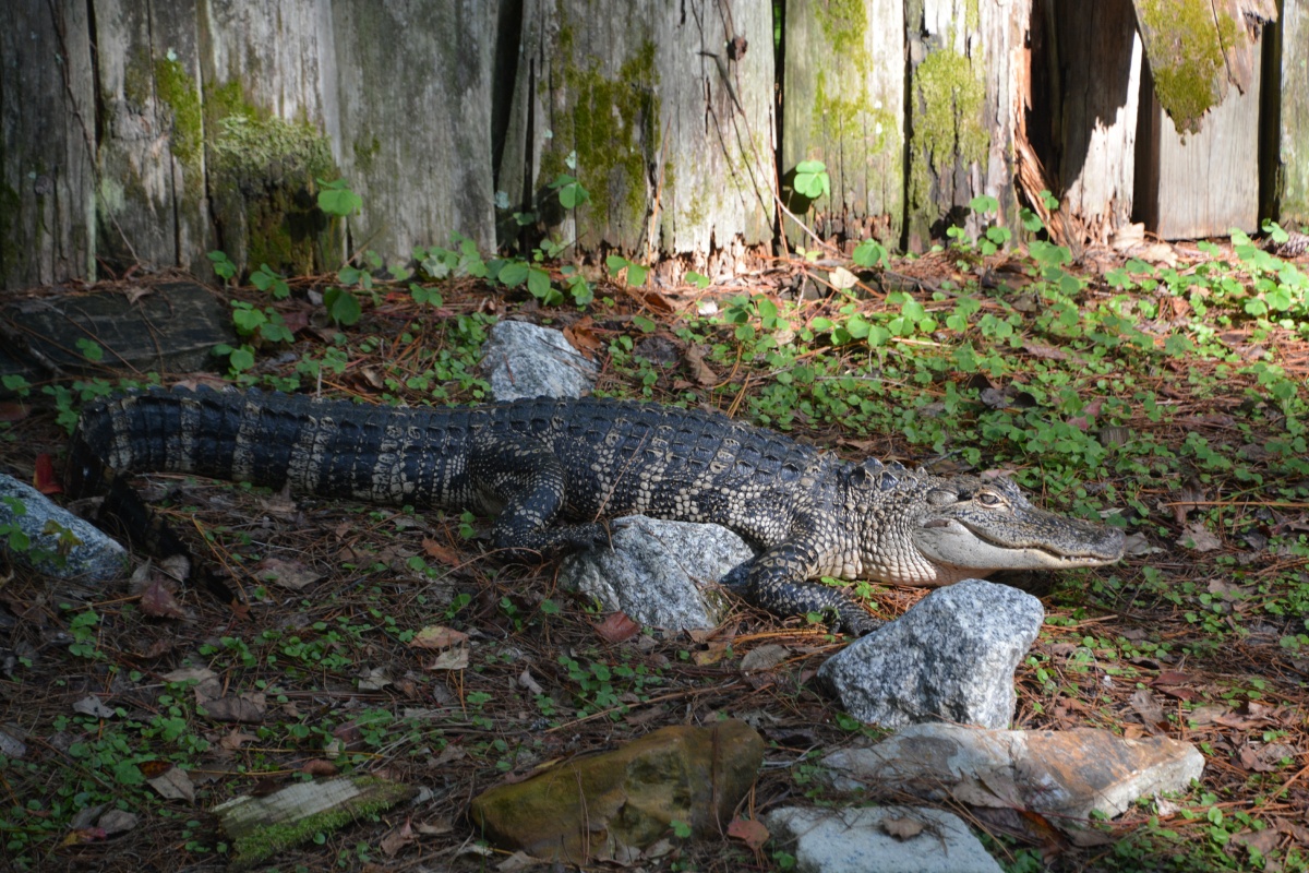 T Okefenokee Swamp Park 6781