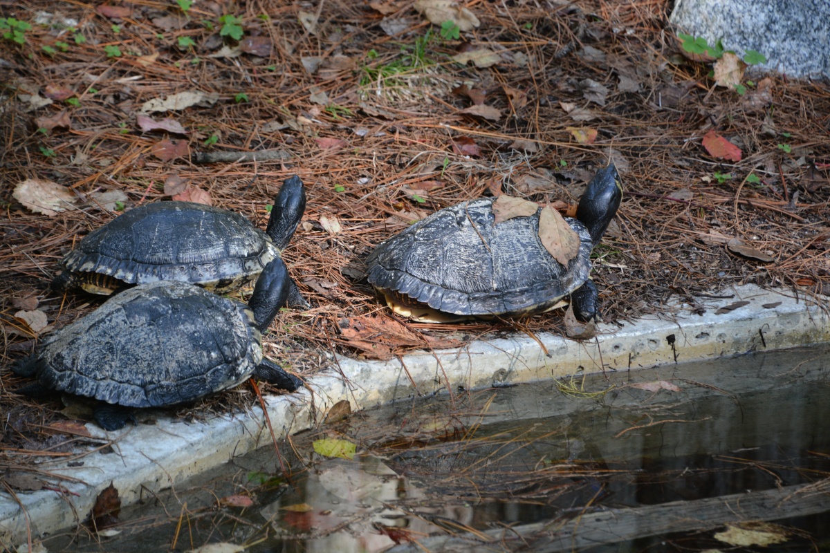 T Okefenokee Swamp Park 6782