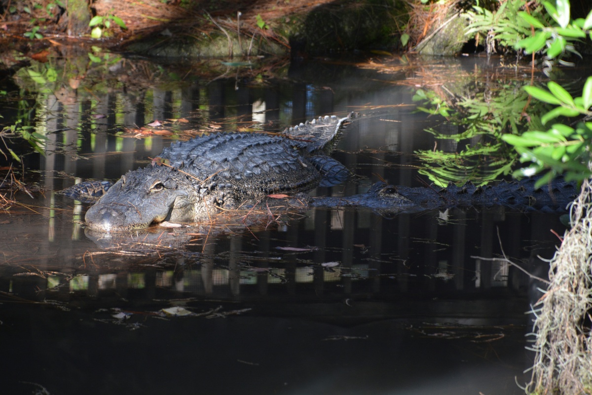 T Okefenokee Swamp Park 6785