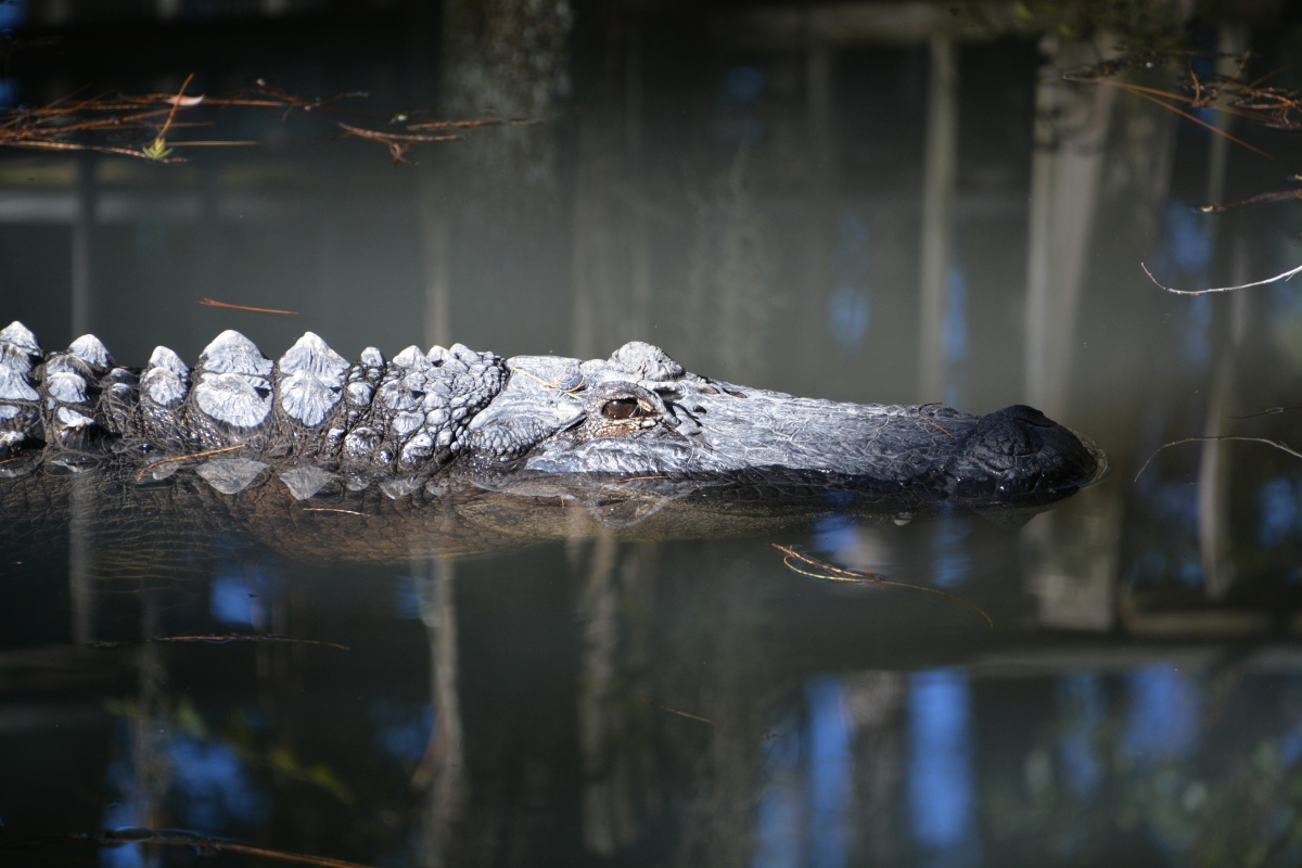 T Okefenokee Swamp Park 6786