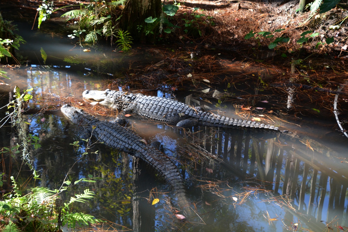 T Okefenokee Swamp Park 6790