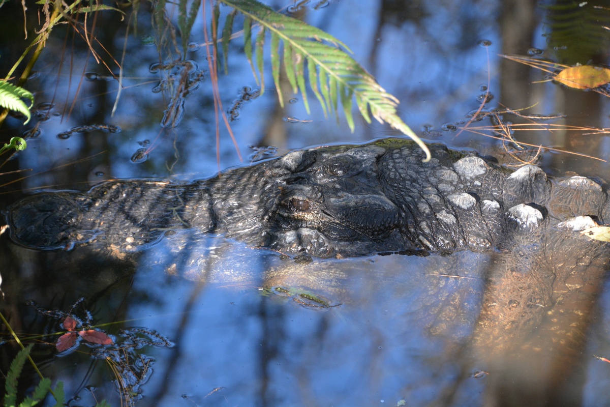 T Okefenokee Swamp Park 6792