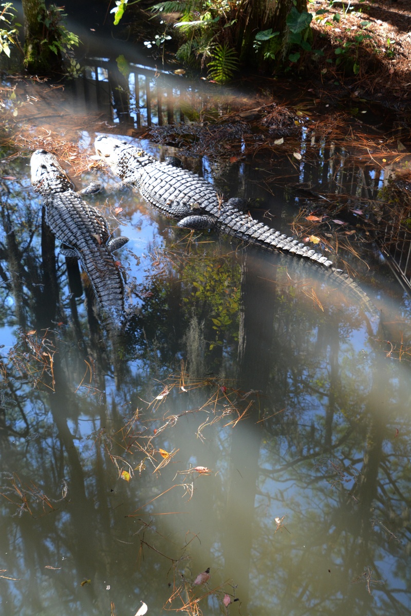 T Okefenokee Swamp Park 6794