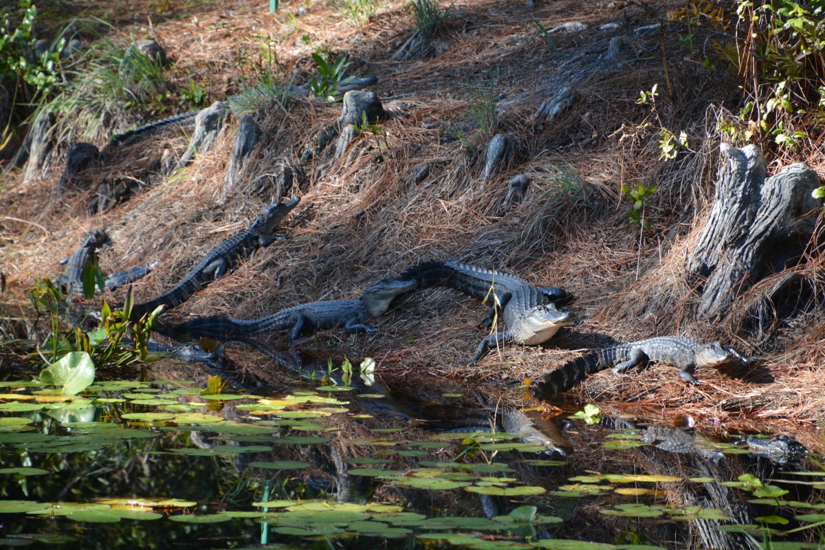 T Okefenokee Swamp Park 6801