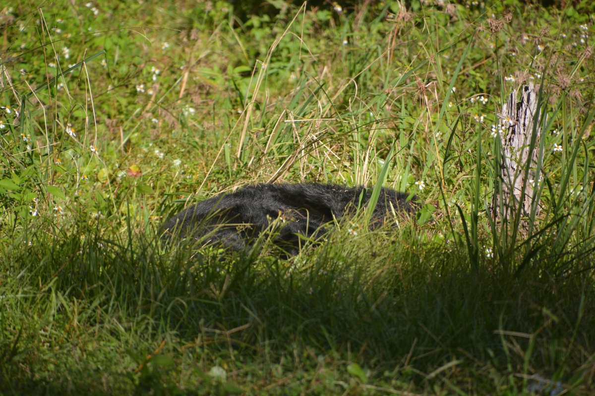 T Okefenokee Swamp Park Black Brear