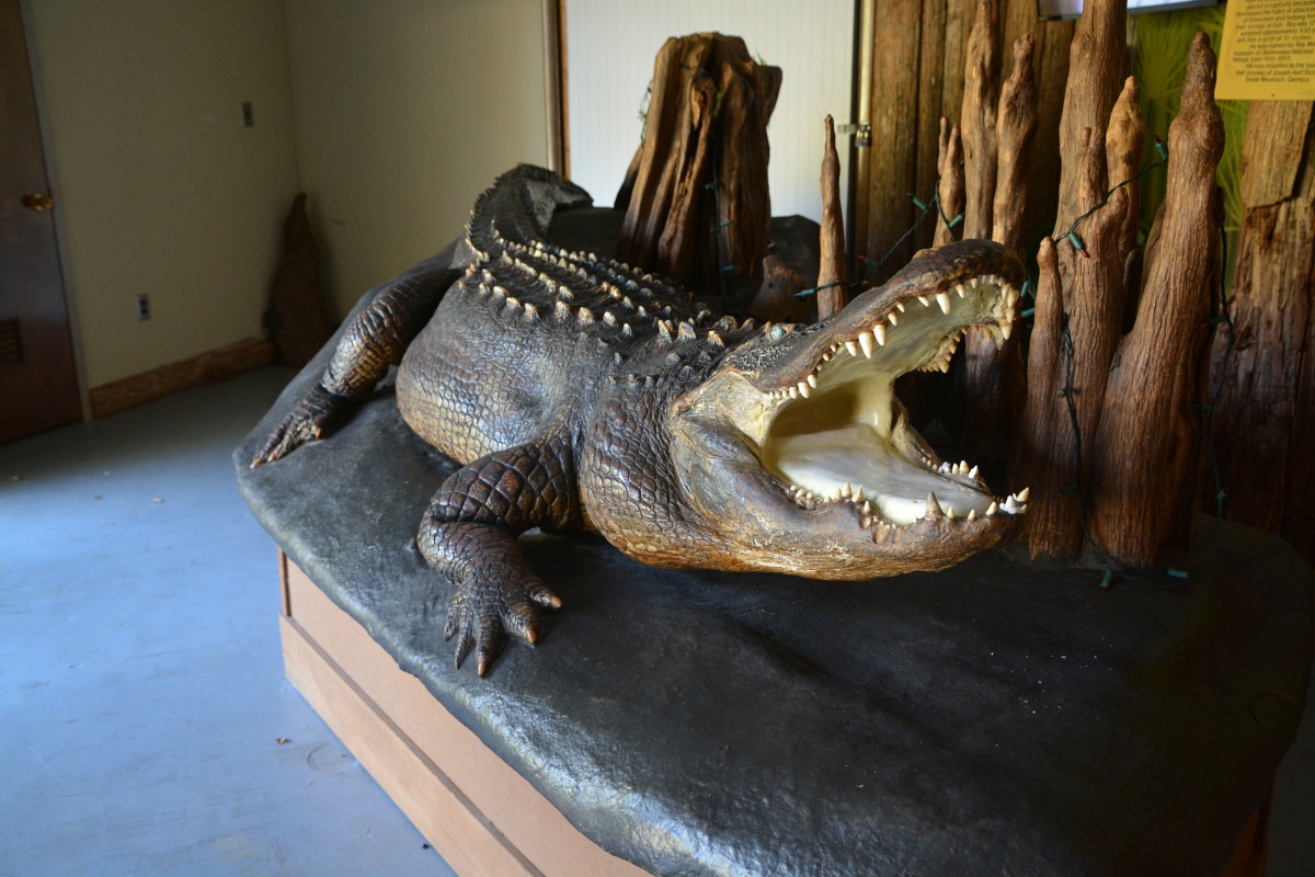 T Okefenokee Swamp Park Old Roy 12'-10in 650 lb 