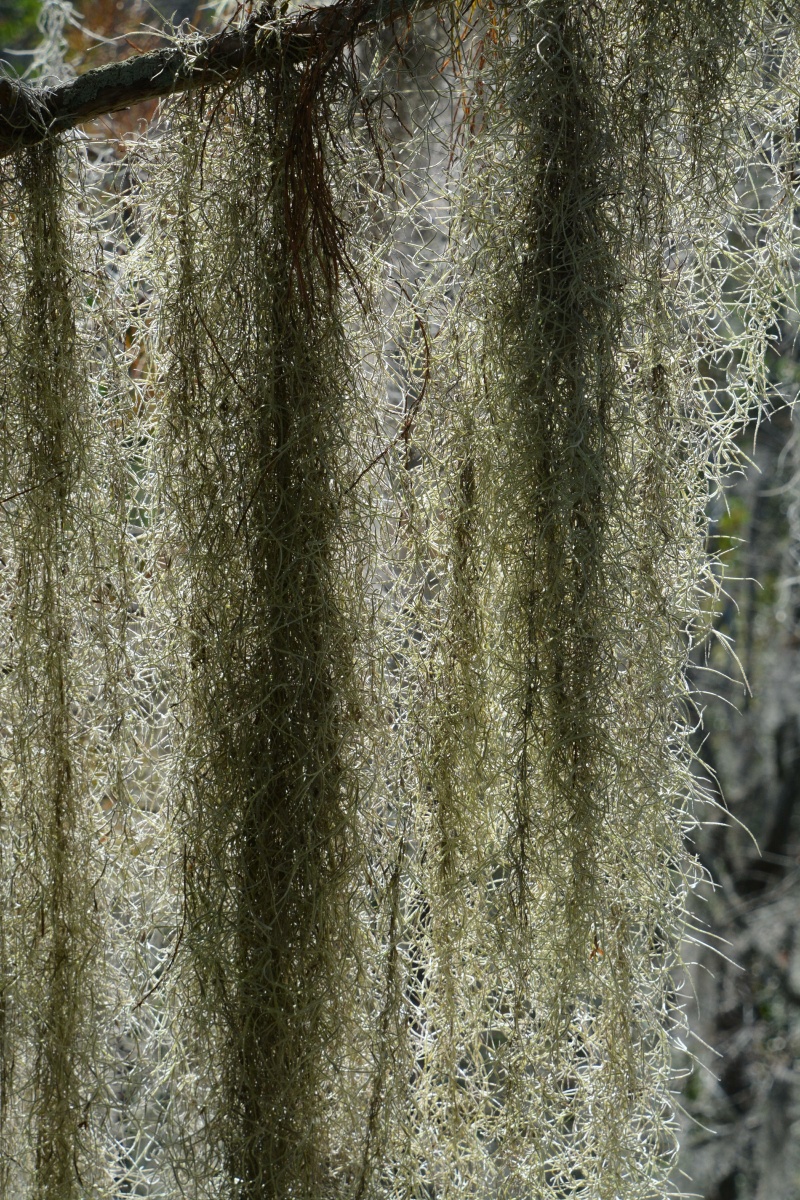 T Okefenokee Swamp Park Spanish Moss
