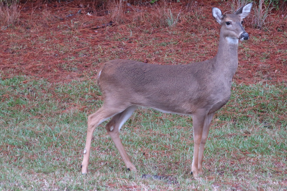 T Stephen C. Foster SP 0909