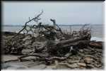 Jekill Island Driftwood Beach 6659