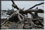 Jekill Island Driftwood Beach 6660