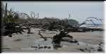 Jekill Island Driftwood Beach 6661