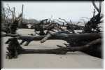 Jekill Island Driftwood Beach 6664