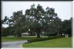 Jekill Island Oak tree 6585