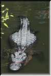T Okefenokee Swamp Park 0938