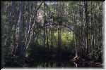 T Okefenokee Swamp Park 0943