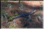 T Okefenokee Swamp Park 0949
