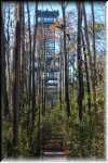 T Okefenokee Swamp Park 0959