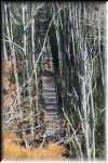T Okefenokee Swamp Park 0964