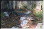 T Okefenokee Swamp Park 0969
