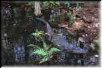 T Okefenokee Swamp Park 0979