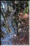 T Okefenokee Swamp Park 0980