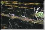 T Okefenokee Swamp Park 6682