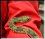 T Okefenokee Swamp Park 6703