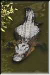 T Okefenokee Swamp Park 6705