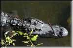 T Okefenokee Swamp Park 6708
