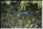 T Okefenokee Swamp Park 6721
