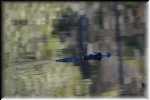 T Okefenokee Swamp Park 6726
