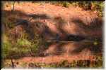 T Okefenokee Swamp Park 6734