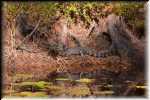 T Okefenokee Swamp Park 6736
