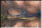 T Okefenokee Swamp Park 6737
