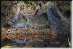 T Okefenokee Swamp Park 6739