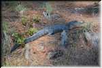 T Okefenokee Swamp Park 6743