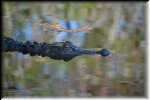 T Okefenokee Swamp Park 6747
