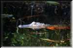 T Okefenokee Swamp Park 6748