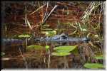 T Okefenokee Swamp Park 6754
