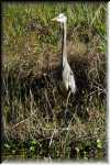 T Okefenokee Swamp Park 6759