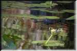 T Okefenokee Swamp Park 6765
