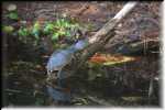 T Okefenokee Swamp Park 6776