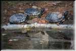 T Okefenokee Swamp Park 6780