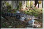 T Okefenokee Swamp Park 6781