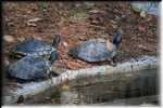 T Okefenokee Swamp Park 6782