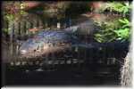 T Okefenokee Swamp Park 6785